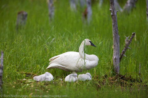 Trumpeter Swan