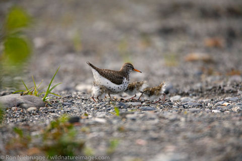 Spotted Sandpiper