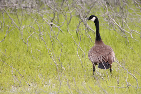 Canada Geese