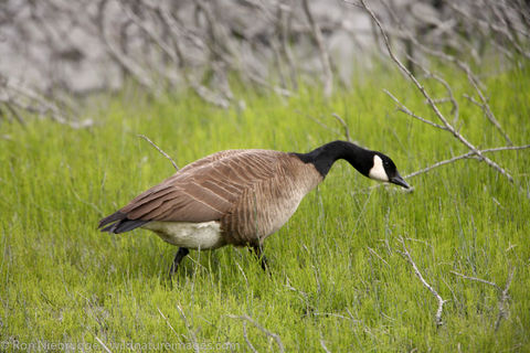 Canada Geese