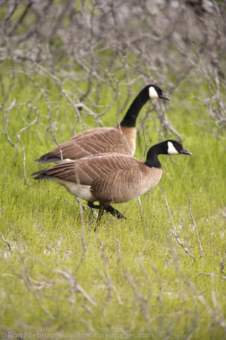 Canada Geese