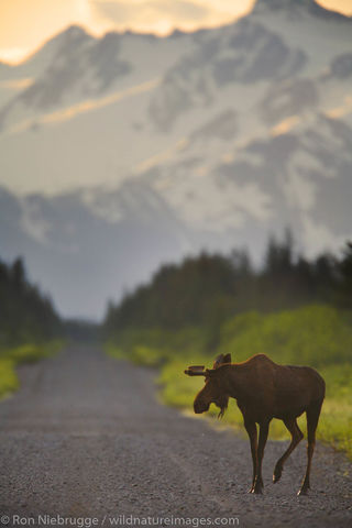 Moose