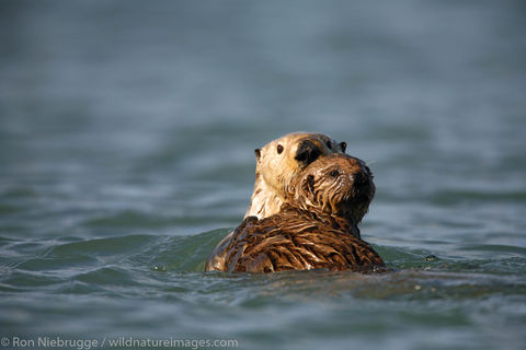 Sea Otter