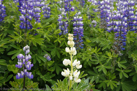 Lupine
