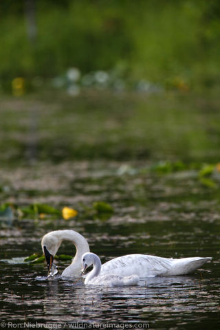 Swans