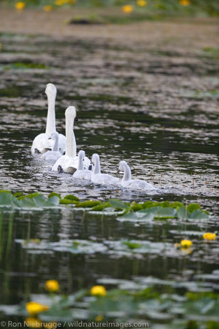 Swans