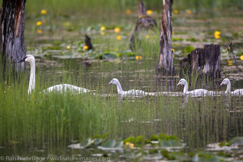 Swans