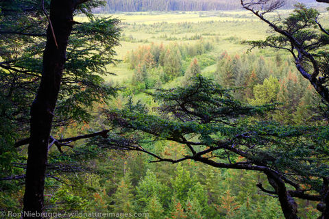 Copper River Delta