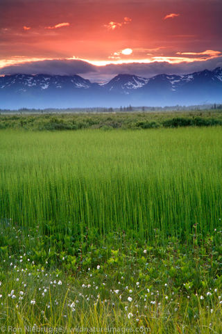 Copper River Delta