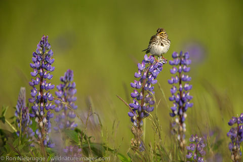 Savannah Sparrow
