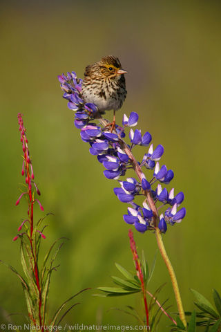 Savannah Sparrow