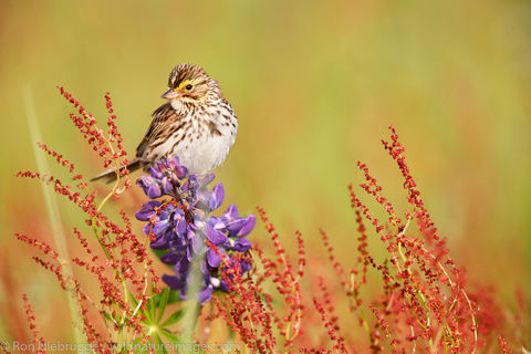 Savannah Sparrow