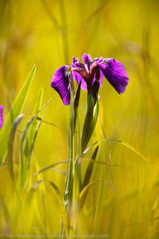 Wildflowers