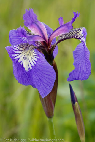 Wildflowers