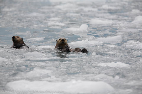 Sea Otters