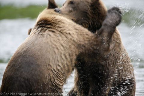 Brown Bears