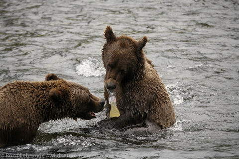 Brown Bears