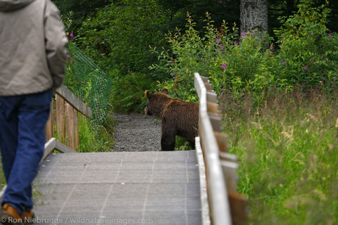 Brown Bears