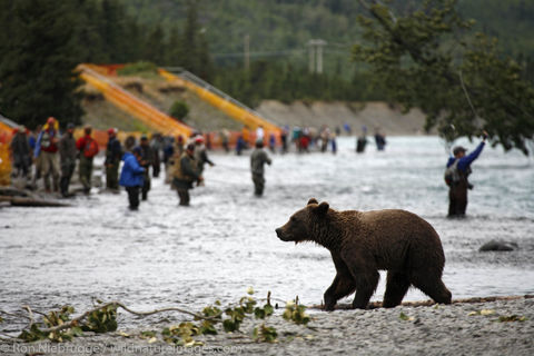 Brown Bears