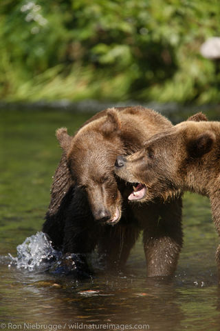 Brown Bears