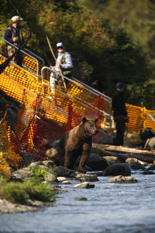 Brown Bears