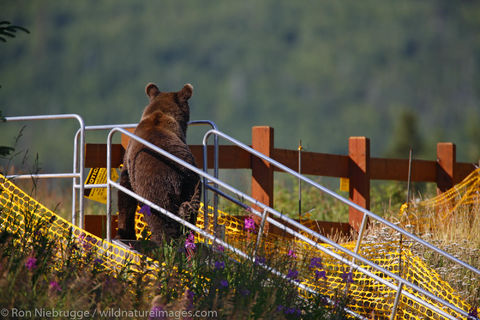 Brown Bears