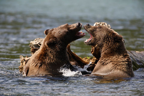 Brown Bears