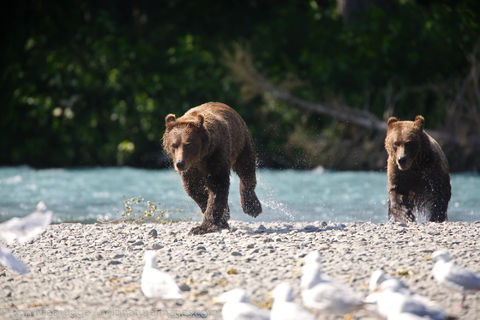 Brown Bears