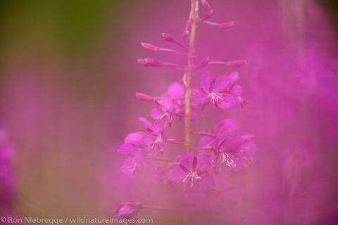 Fireweed