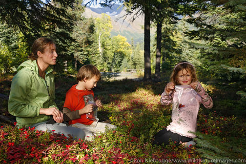 Berry Picking