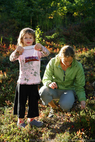 Berry Picking