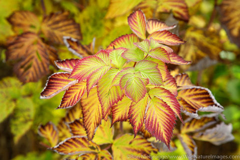 Fall Foliage