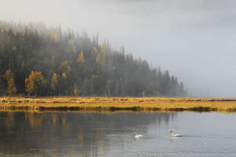 Tern Lake