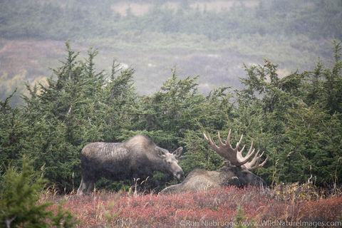 Bull Moose