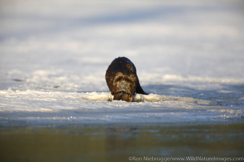 Land Otter