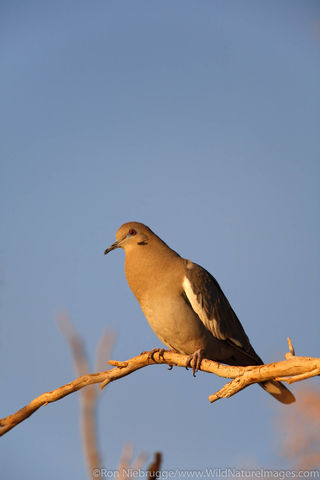 Borrego Springs, CA