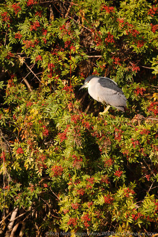 Santee Lakes Recreation Preserve