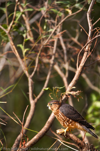 Merlin