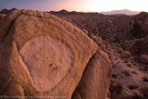 Mojave Desert