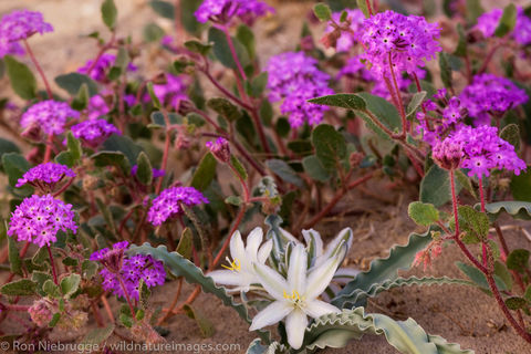 Anza-Borrego