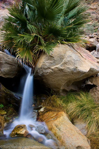 Borrego Palm Canyon