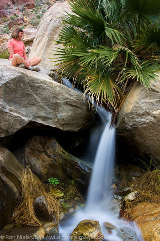 Borrego Palm Canyon