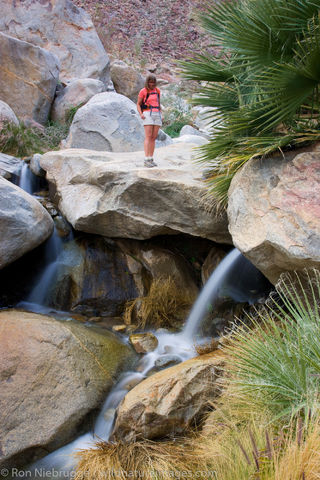 Borrego Palm Canyon