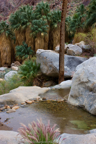 Borrego Palm Canyon