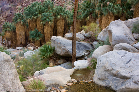 Borrego Palm Canyon