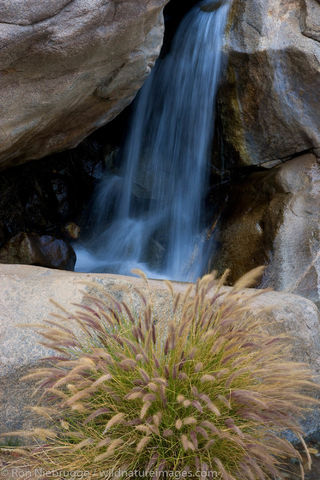 First Palm Oasis, Borrego Palm Canyon
