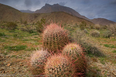 Anza-Borrego
