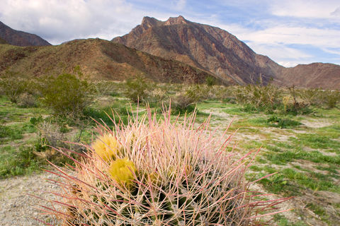 Anza-Borrego