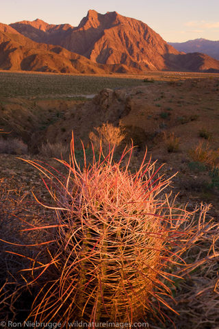 Southwestern Barrel Cactus 