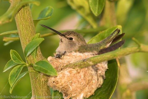 Anna's Hummingbird